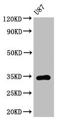 TEF Antibody