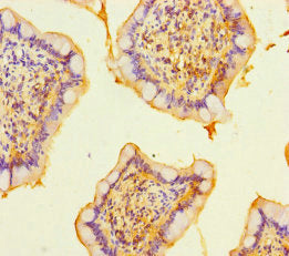 RASGEF1B Antibody