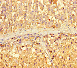 ARL16 Antibody