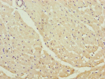 CETN1 Antibody