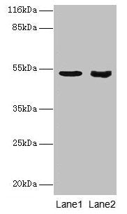 SKP2 Antibody