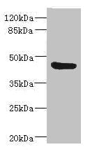 BAAT Antibody