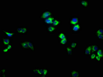 RAB33A Antibody