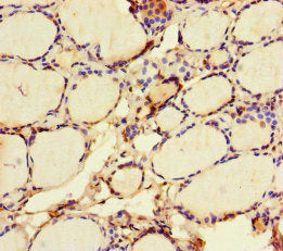 VGLL4 Antibody