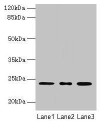 MRPL58 Antibody