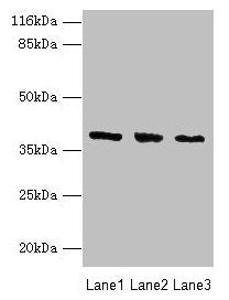 GALE Antibody