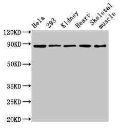 SEMA3A Antibody