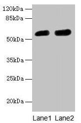 CBX2 Antibody