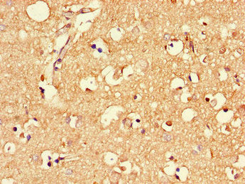MLC1 Antibody
