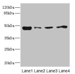 PDK3 Antibody