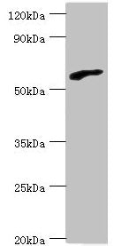 RBBP5 Antibody