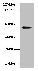 RBMS2 Antibody