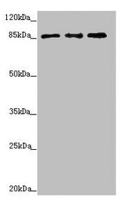 TAF5 Antibody