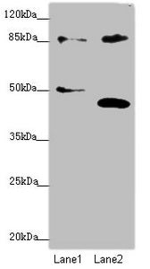 TAF5 Antibody
