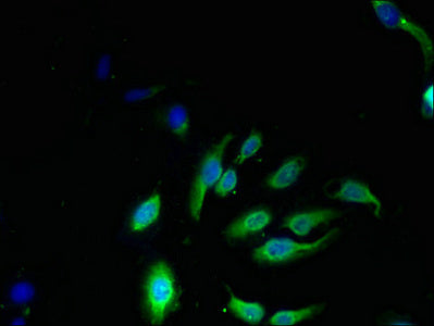 NKG7 Antibody