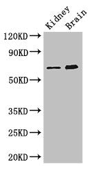 ME3 Antibody