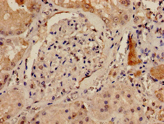DLG1 Antibody