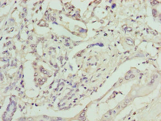 GPM6B Antibody