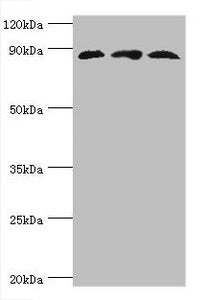 CUL1 Antibody
