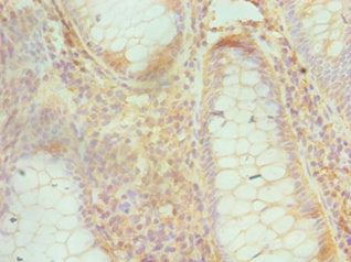 CUL1 Antibody
