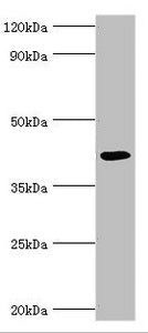 ALKBH1 Antibody