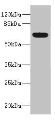 ALCAM Antibody