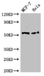 PTK6 Antibody