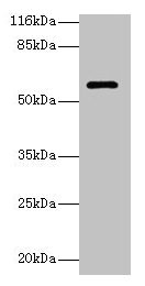 GK3P Antibody