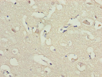 ARL6IP1 Antibody