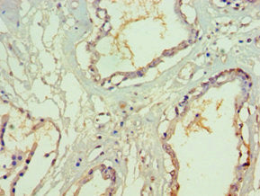 SF3B3 Antibody