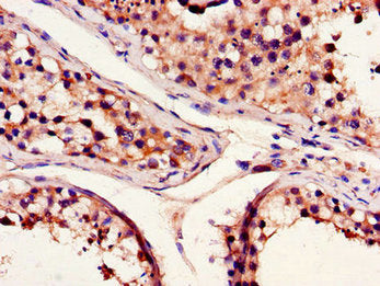 BCL2A1 Antibody