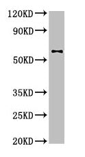 DPYSL2 Antibody