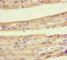 PDK4 Antibody