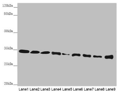 HADH Antibody