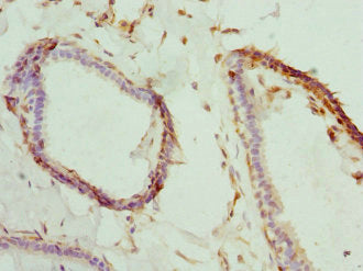 BNIP2 Antibody