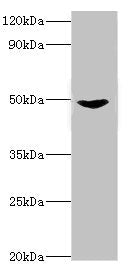 MAP2K5 Antibody