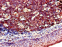 KLRD1 Antibody