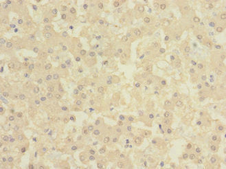 BTN1A1 Antibody