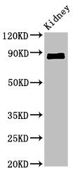 CDH18 Antibody