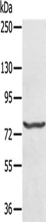 MX1 Antibody