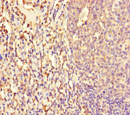 NFIX Antibody