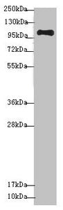 NAA25 Antibody
