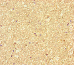 SEPT2 Antibody
