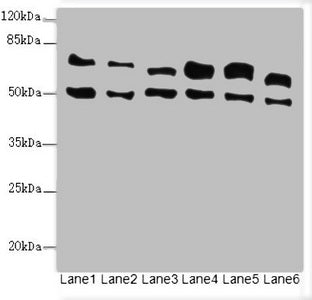 ELF2 Antibody