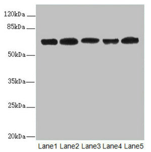 ELF2 Antibody