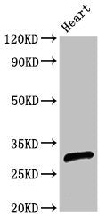 CEBPE Antibody