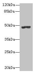 PSG3 Antibody