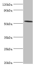 HYAL2 Antibody