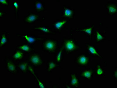 MLLT11 Antibody