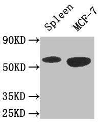 PRKAA1 Antibody